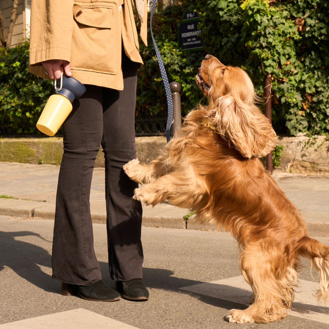 Waterproof Dog Leash | Easy-Clean Walking Lead | Leashly
