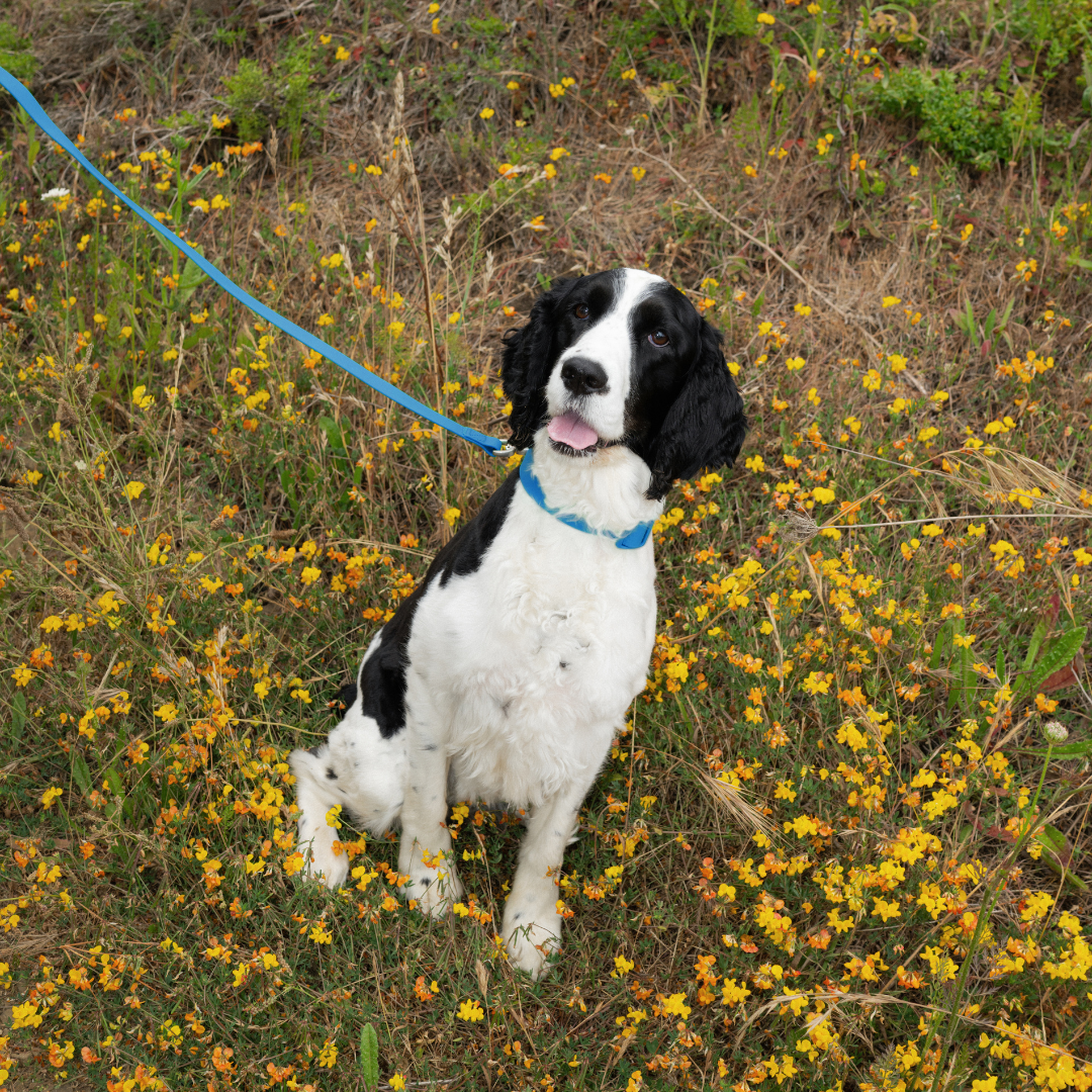 Waterproof Dog Leash | Easy-Clean Walking Lead | Leashly