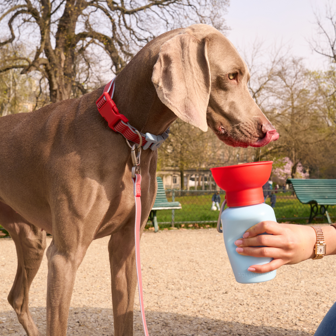 Waterproof Dog Leash | Easy-Clean Walking Lead | Leashly