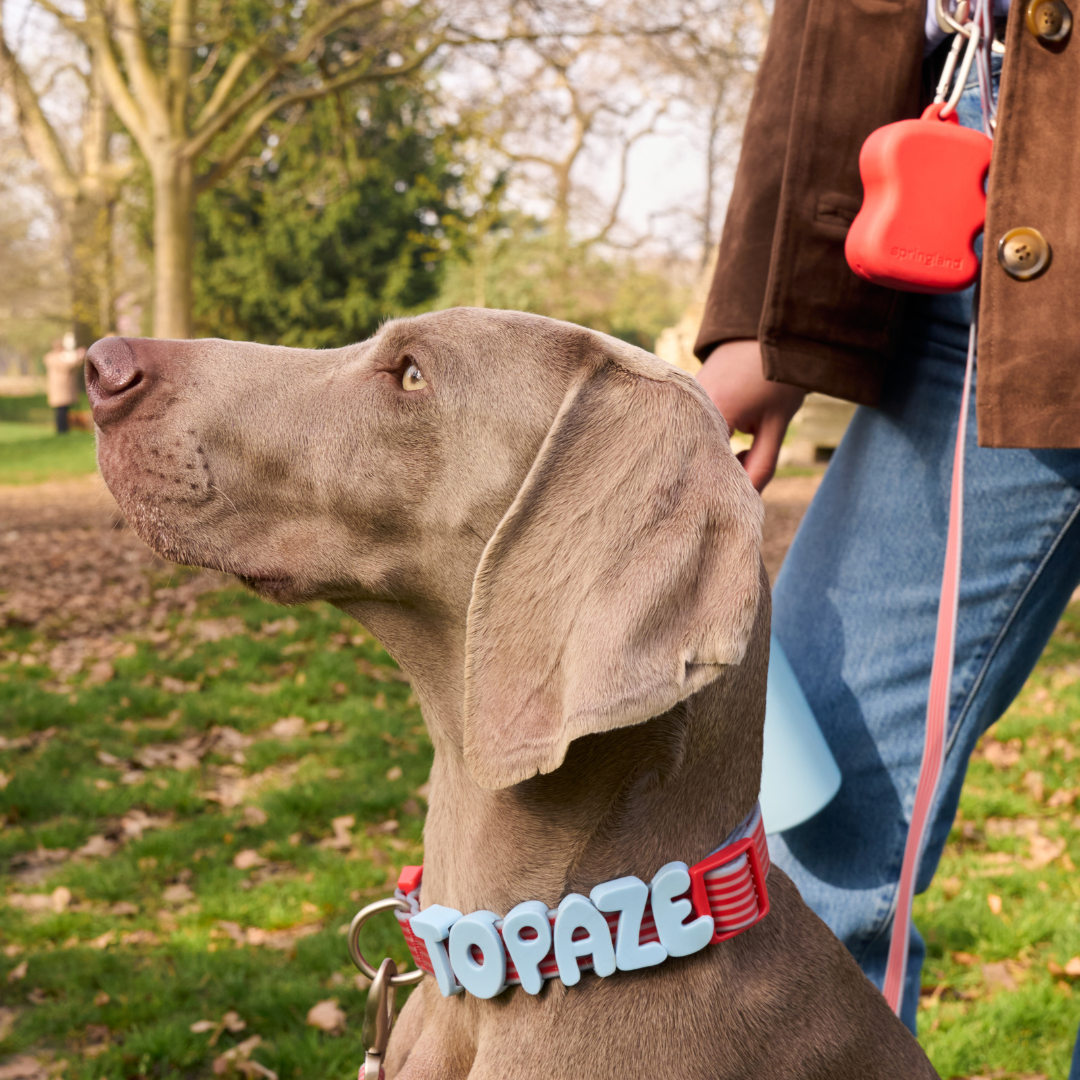 PawPop Treat Dispenser | Portable Silicone Dog Reward Pouch | PawPop