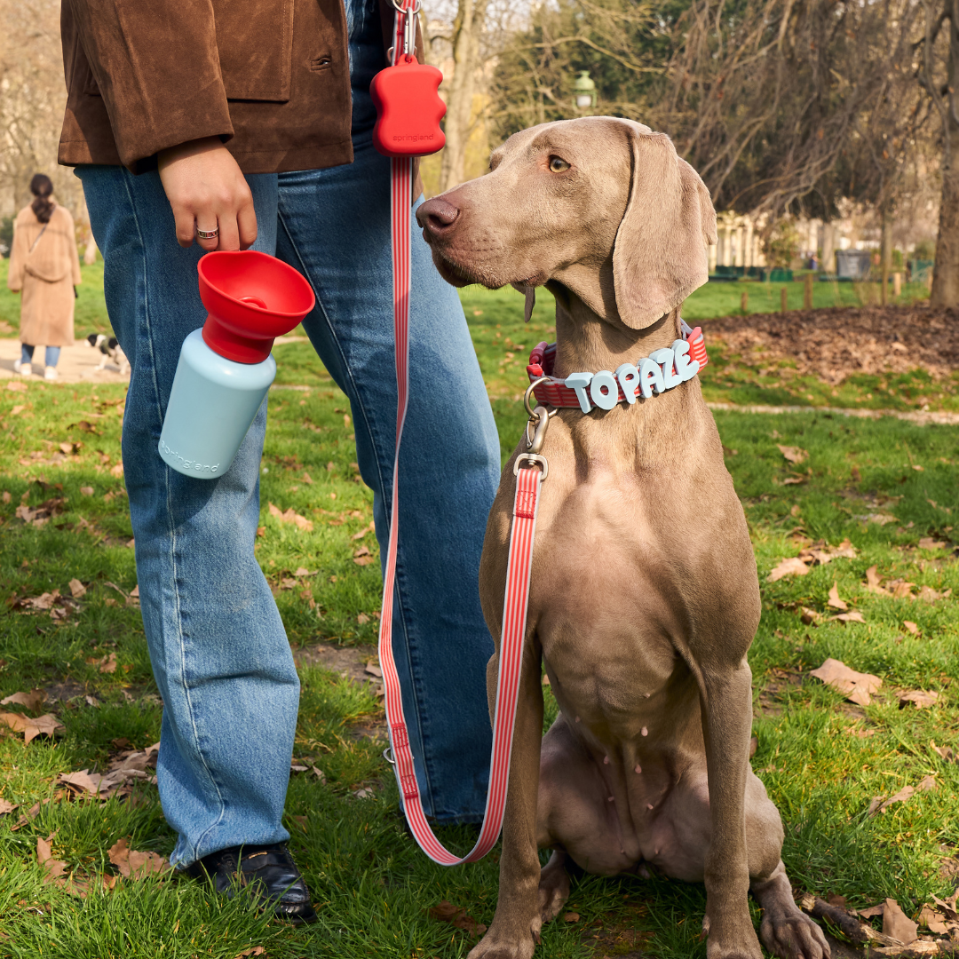 PawPop Treat Dispenser | Portable Silicone Dog Reward Pouch | PawPop