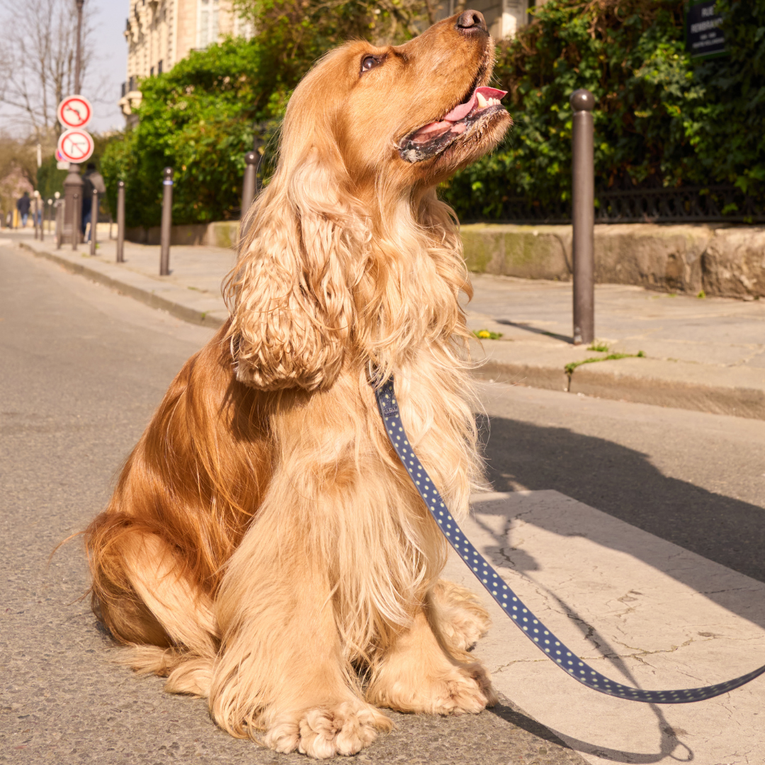 Waterproof Dog Leash | Easy-Clean Walking Lead | Leashly