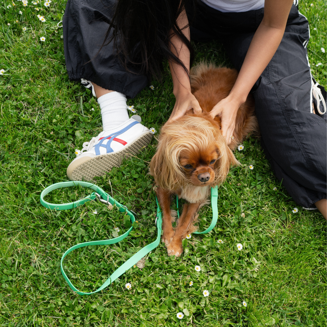 Waterproof Dog Leash | Easy-Clean Walking Lead | Leashly
