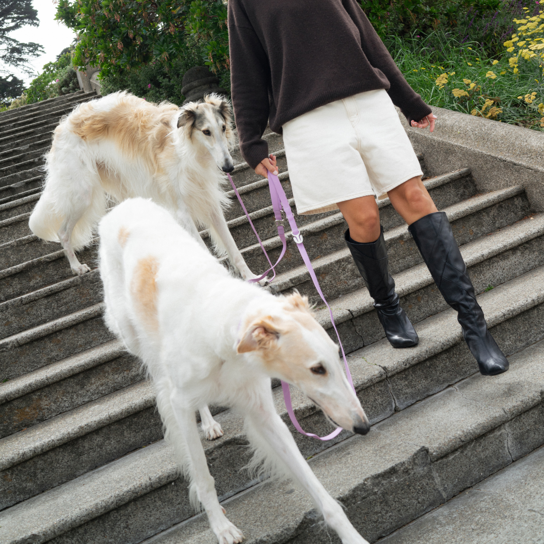 Waterproof Dog Leash | Easy-Clean Walking Lead | Leashly