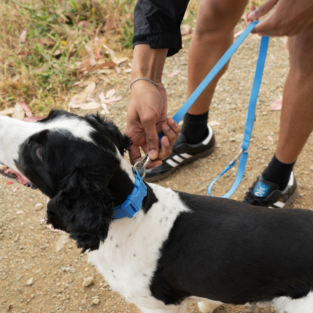 Waterproof Dog Leash | Easy-Clean Walking Lead | Leashly